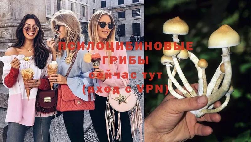 наркошоп  Почеп  Галлюциногенные грибы Psilocybine cubensis 